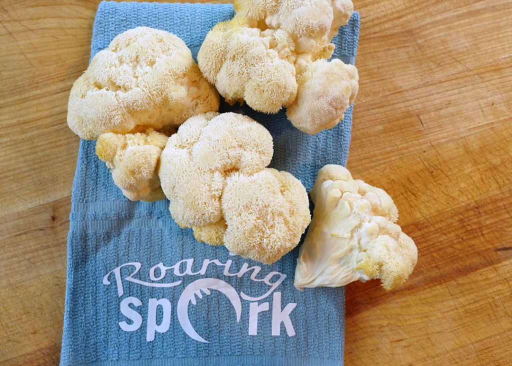 Lion's Mane Mushrooms